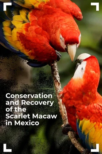 Movie poster for Conservation and Recovery of the Scarlet Macaw in Mexico (2025)