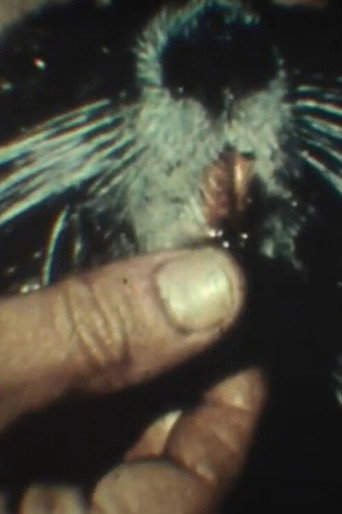 Movie poster for Fauna sudamericana N° 9: Nutria