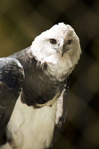 Movie poster for BBC Natural World：The Monkey-Eating Eagle of the Orinoco (2010)