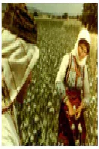 Movie poster for Poppy (1962)
