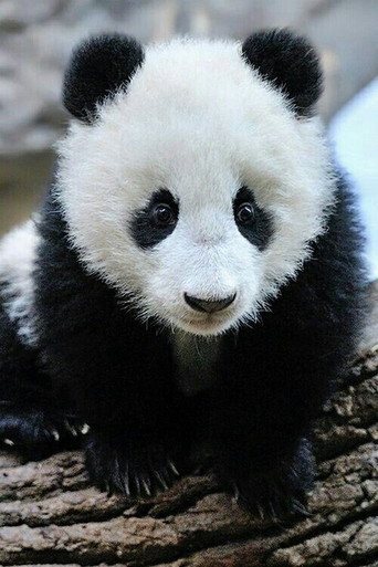Movie poster for Panda Babies (2015)