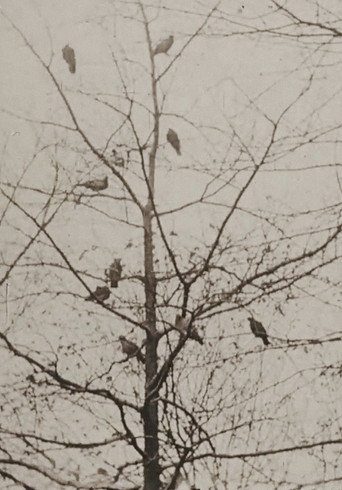 Movie poster for The Aviary (1955)
