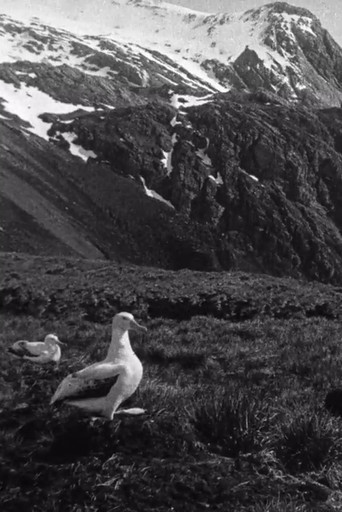 Movie poster for Shackleton South Georgia Birds (1920)