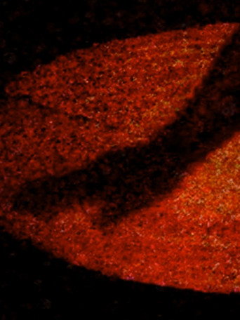 Movie poster for Materia Obscura (2009)