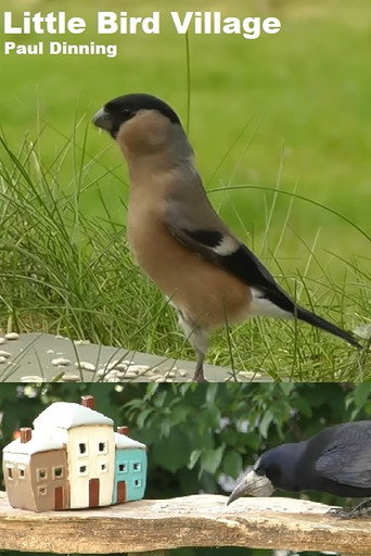 Movie poster for Little Bird Village (2022)