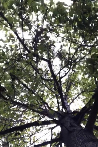Movie poster for The Tree (2020)