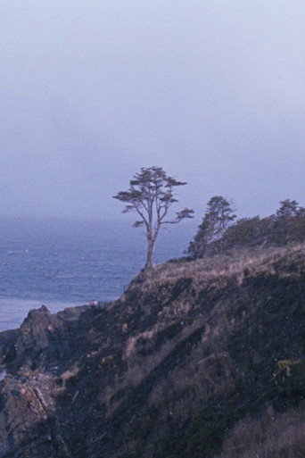 Movie poster for The Tree (2022)