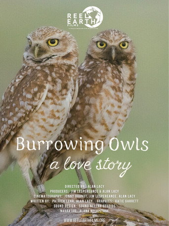 Movie poster for Burrowing Owls: A Love Story (2025)