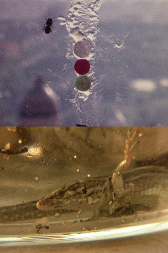 Movie poster for Fuegos Artificiales Foco Proyector apto. Con Burbana avispa bombilla filamento Poti (1976)