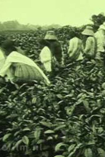 Movie poster for Tea Company of the NILS in Pematang Siantar (1927)