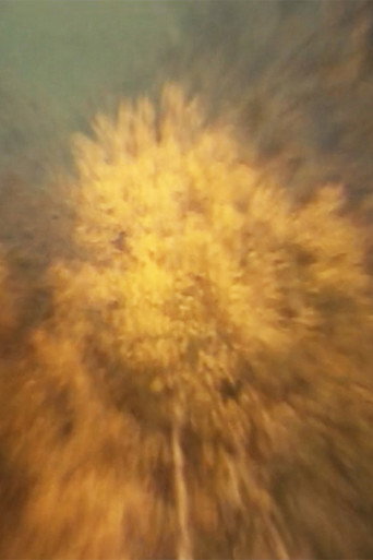 Movie poster for Über den Flammenbaum (1977)