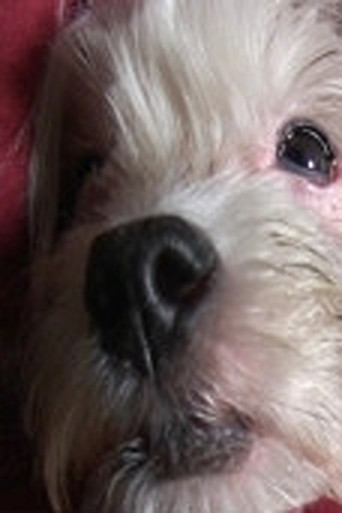 Movie poster for Doggy Life (2011)