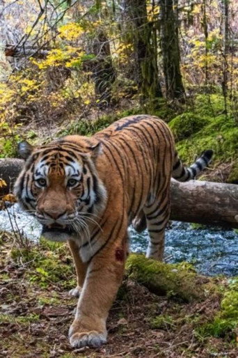 Movie poster for Tiger Trap (2024)