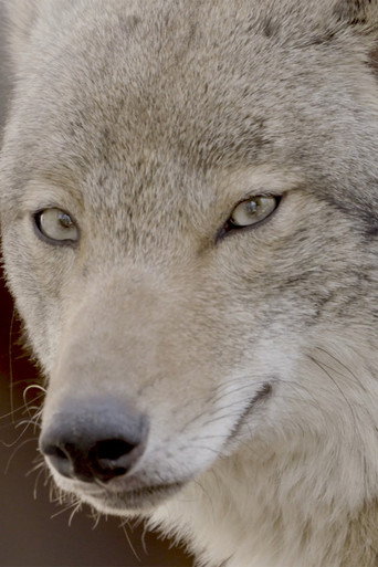 Movie poster for Coywolf (2025)
