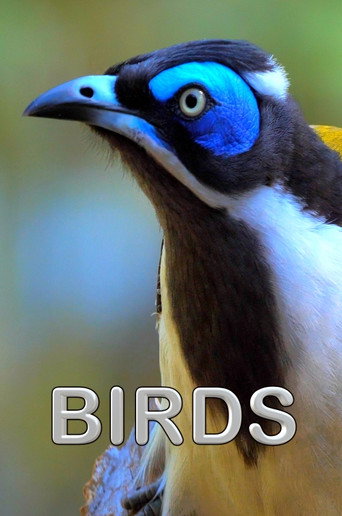 Movie poster for Birds (2021)