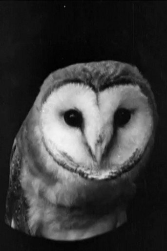 Movie poster for The White Owl (1922)