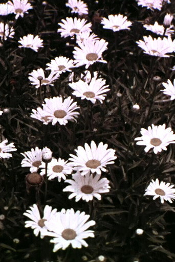 Movie poster for Spring Symphony (1956)