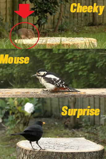 Movie poster for A Cheeky Mouse Surprise