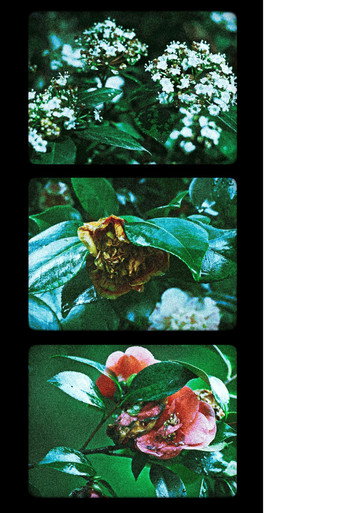 Movie poster for Flowers (III) (2025)
