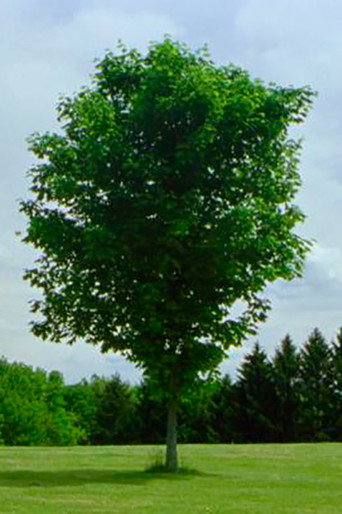 Movie poster for Tree (2010)