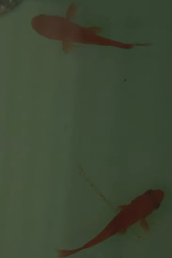 Movie poster for Room on the Shore (2014)
