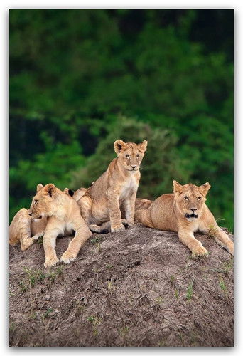 Little Big Cat poster