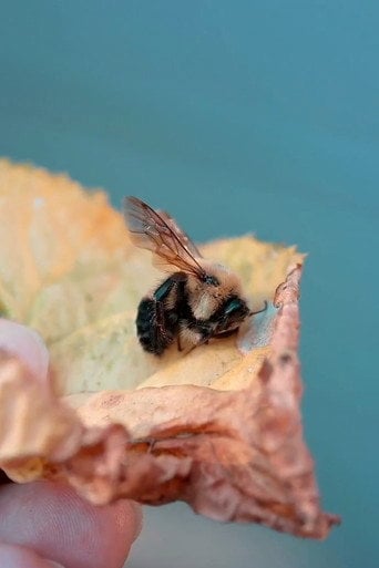 Movie poster for Des abeilles pour demain