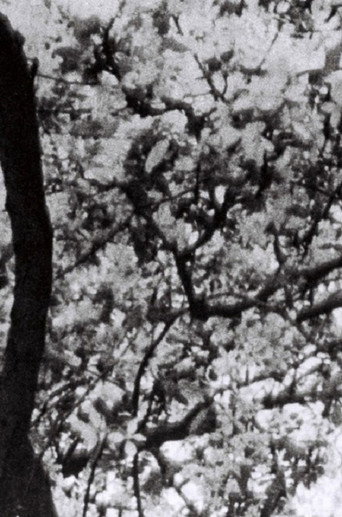 Movie poster for This is for Jonas Mekas (2023)