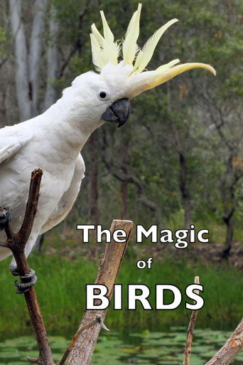 Movie poster for The Magic of BIRDS (2023)