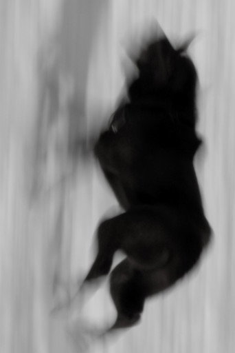 Movie poster for Two Dogs (2022)