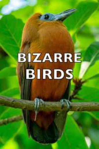 Movie poster for Bizarre Birds (2014)