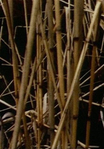 Movie poster for Swamp (1971)