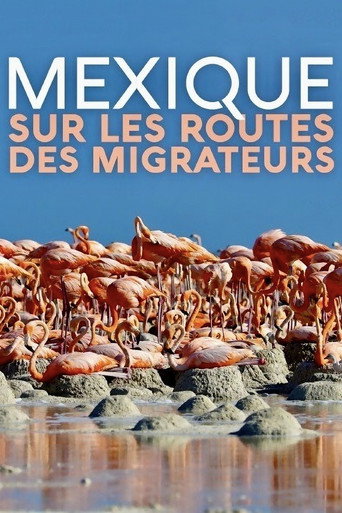 Movie poster for Mexique, sur les routes des migrateurs (2019)