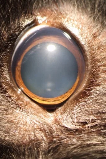 Movie poster for Ellie's Eye (2020)