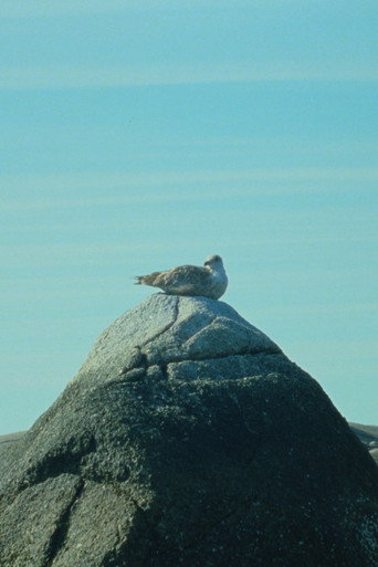 Movie poster for Tide Pools (2023)