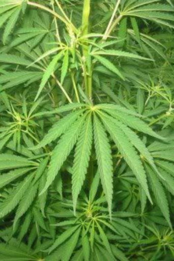 Movie poster for Le cannabis - Une plante entre le bien et le mal (1996)