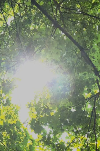 Movie poster for Dreams of Sunlight Through Trees (2024)