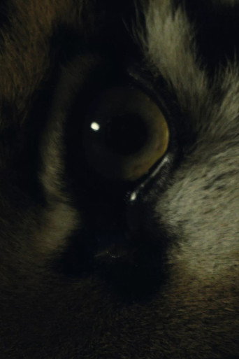 Movie poster for The Haunted (2017)