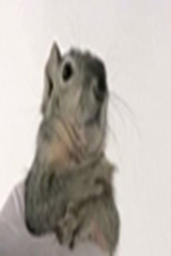 Movie poster for Western Gray Squirrel (2016)