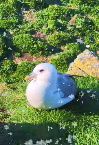 Movie poster for Fulmar (2026)