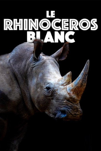 Movie poster for Le rhinocéros blanc (2022)