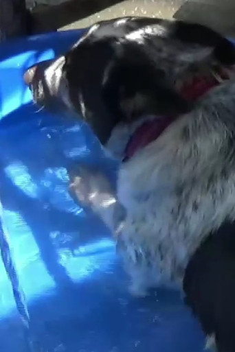 Movie poster for Dog in a Swimming Pool (2025)