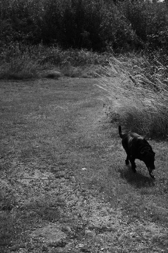 Movie poster for Black Dog (2020)