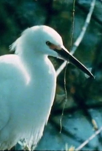 Movie poster for Watching Birds with Roger Tory Peterson (1981)