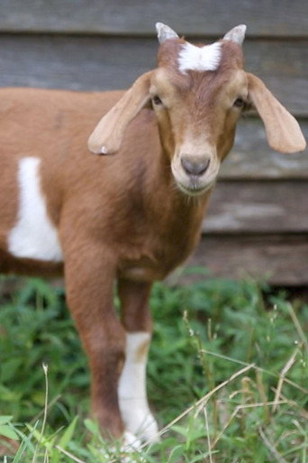 Movie poster for If it Won’t Hold Water, it Surely Won’t Hold a Goat (2014)