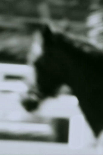 Movie poster for Untitled (Horse) (2014)