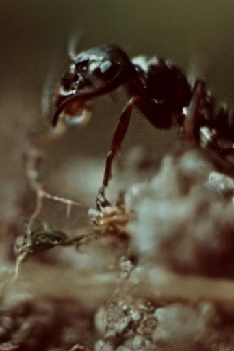 Movie poster for Ant Trails (1956)
