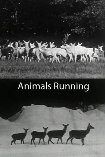 Movie poster for Animals Running (1974)