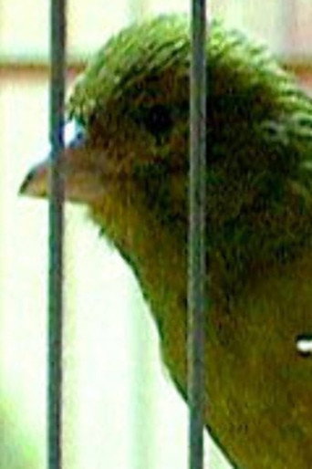 Movie poster for Russian Canary (2003)