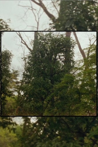 Movie poster for Available Light (2025)